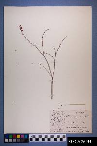 Eriogonum zionis image